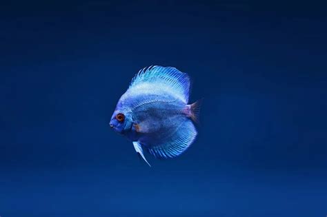 34 Fish Quiz Questions And Answers: Aquarium – We Love Quizzes.